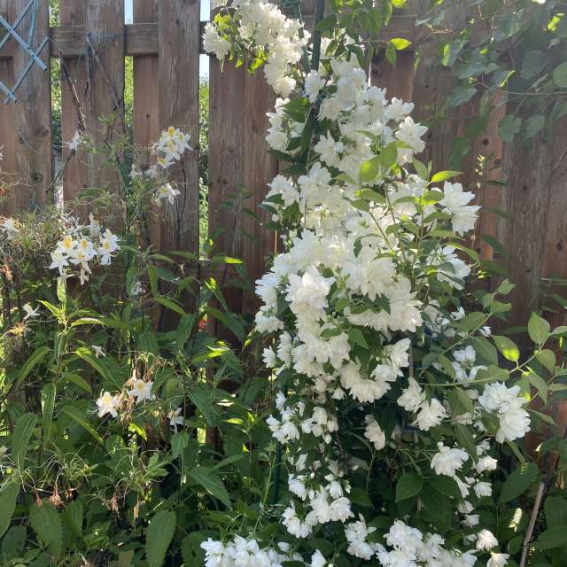 Ziegel. Wettervorhersagen mit schönen Fotos von Lulu5523 Fotos Outaouais