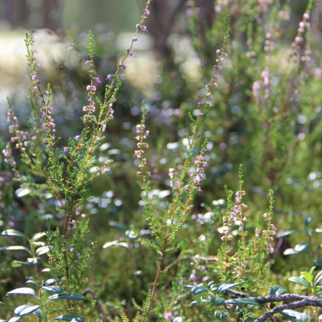 Weather forecasts with beautiful photos by urubu