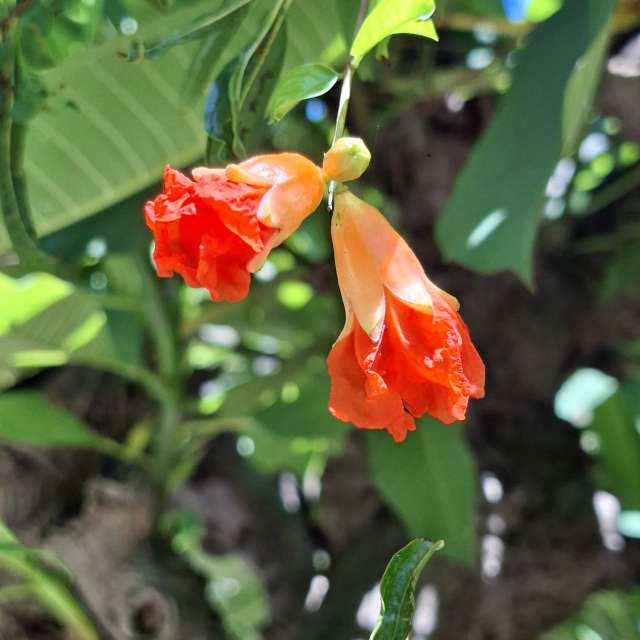 Orange. Weather forecasts with beautiful photos by Wen-ya Huang Photos in Kaohsiung City