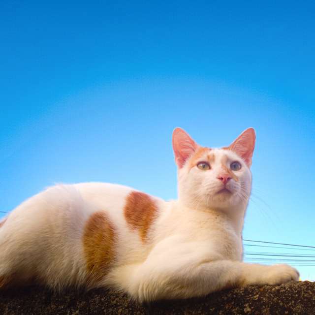 Sunnyyの美しい写真による天気予報