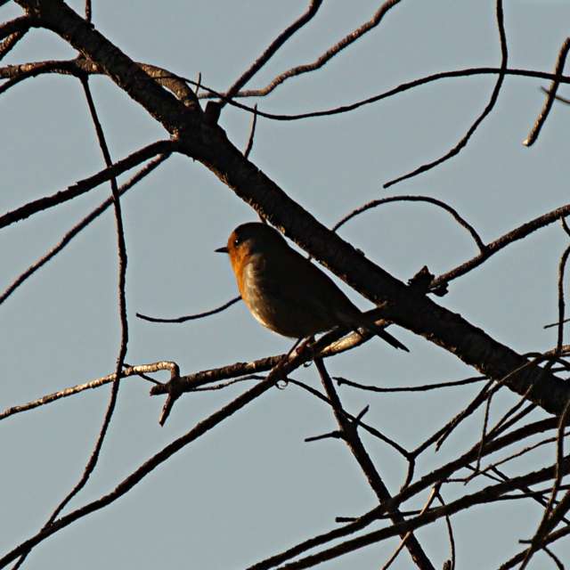 Brown. Weather forecasts with beautiful photos by tony5636 Photos in Calvisson