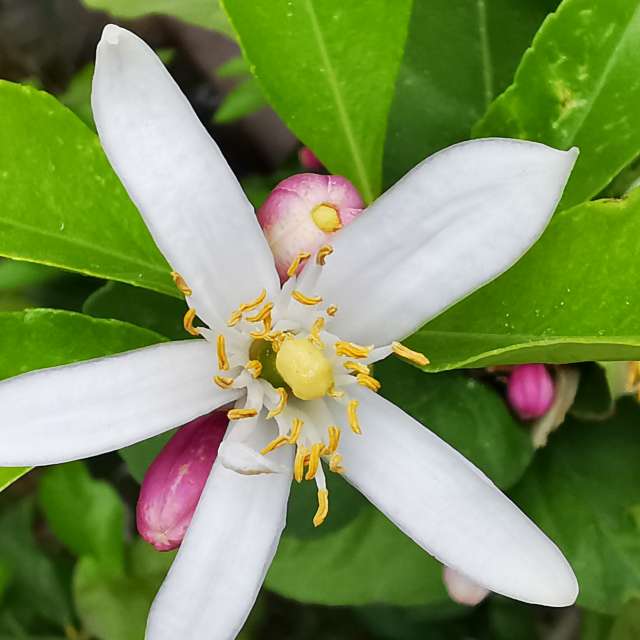 Rawwagahの美しい写真による天気予報