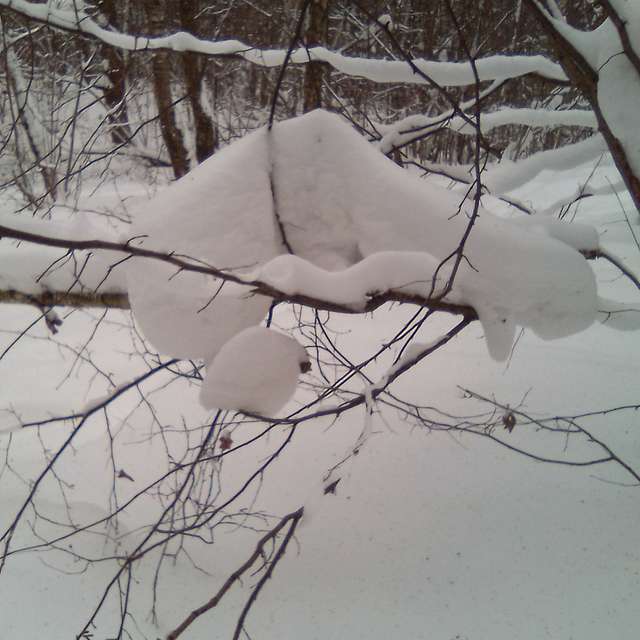 Tree. Weather forecasts with beautiful photos by Vch Photos in Moscow