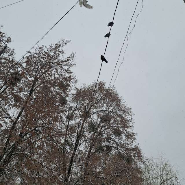 Wettervorhersagen mit schönen Fotos von Iryna