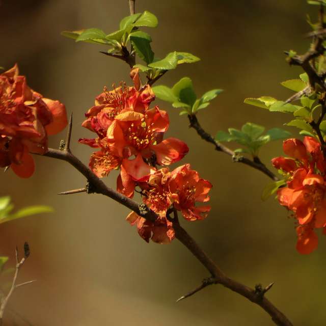 Tree. Weather forecasts with beautiful photos by Михаил Гавриков Photos in Kharkiv