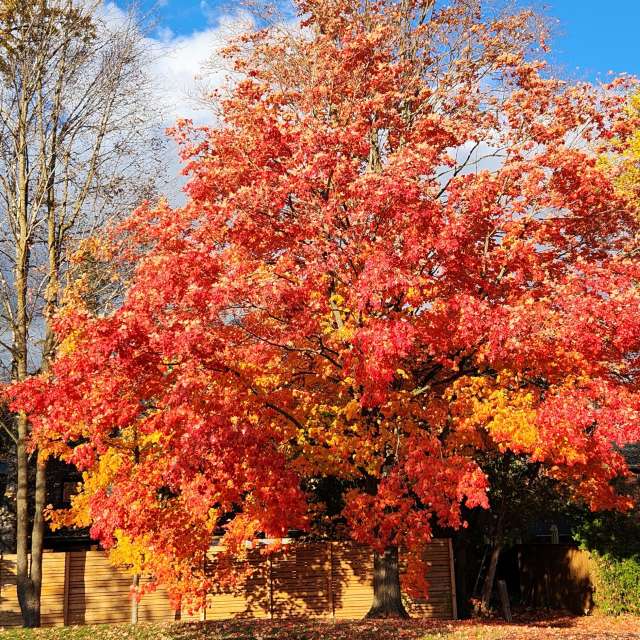 Fotos del Parque. Pronósticos del tiempo con hermosas fotos de KevinG en Gow Park