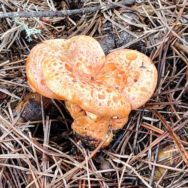 Weather forecasts with beautiful photos by Pcm407