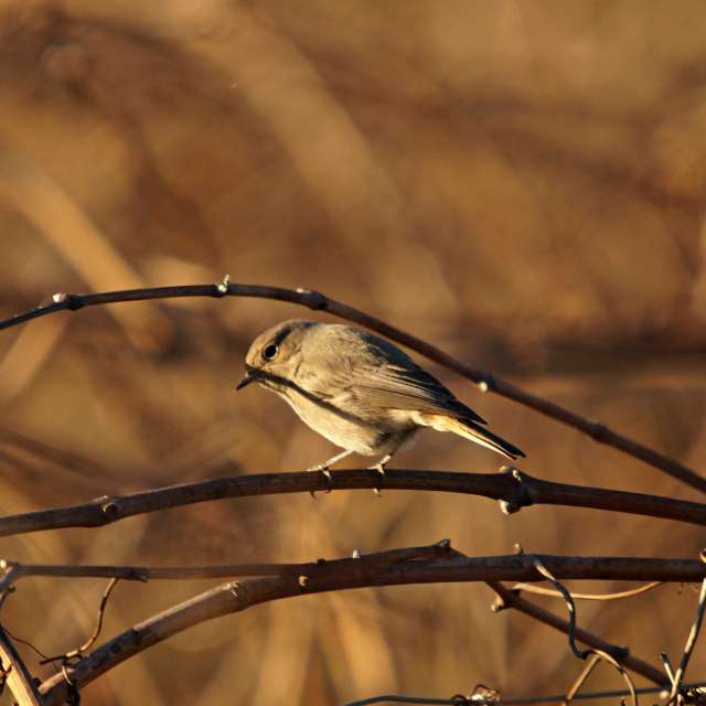 Wire. Weather forecasts with beautiful photos by tony5636 Photos in Calvisson