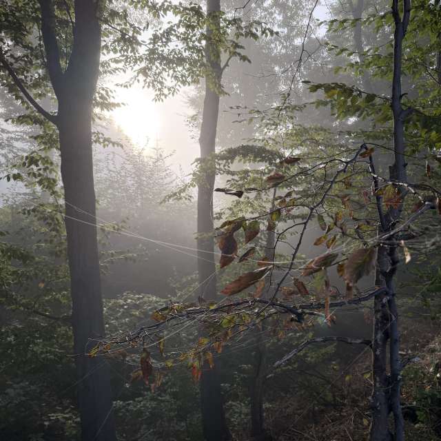 GREENE. Weather forecasts with beautiful photos by Cocolino Photos in World