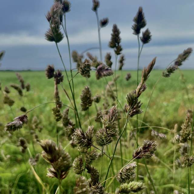 Photos Champ. Prévisions météo avec de superbes photos de Stassy de Teshkovo