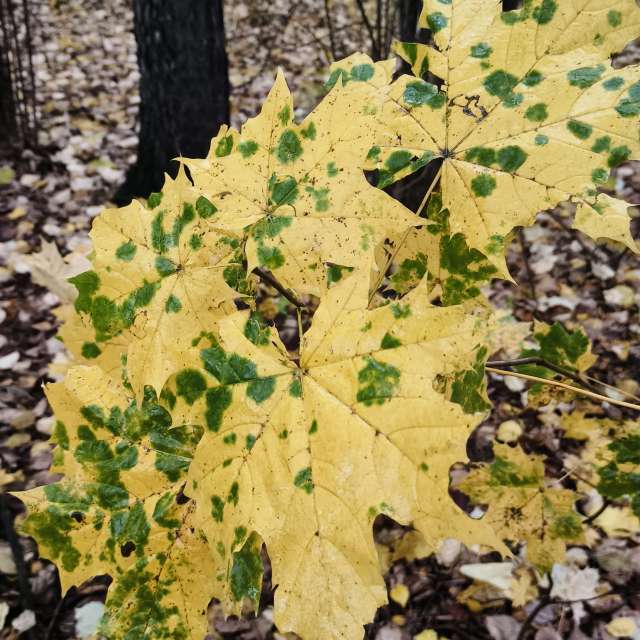 Group. Weather forecasts with beautiful photos by Aleksei Photos in Tula