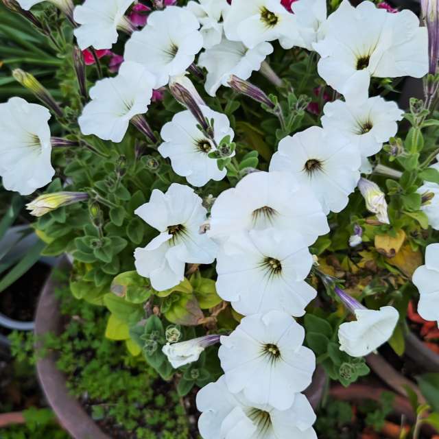 Fotos Pizza. Previsões do tempo com lindas fotos de あさのジジ em Okayama