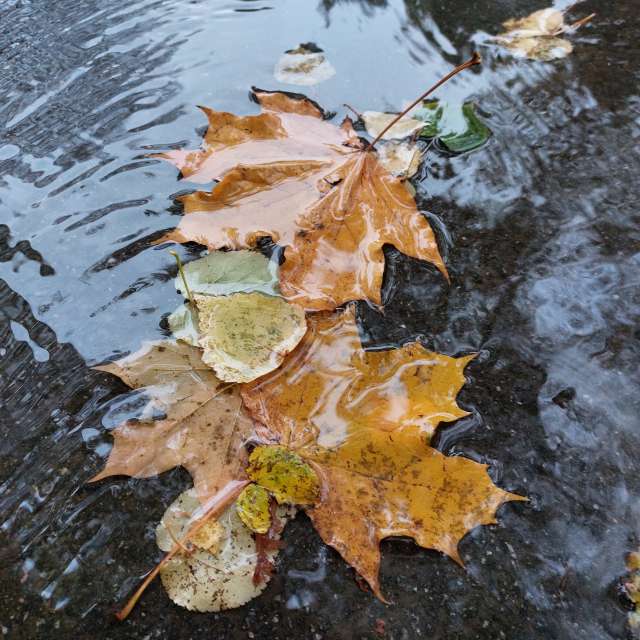 Wet. Weather forecasts with beautiful photos by Iryna Photos in Kharkiv