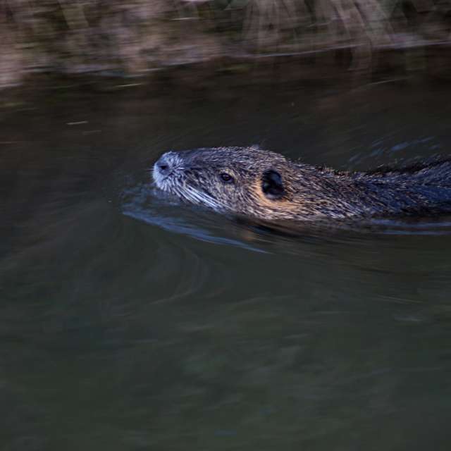 Brown. Weather forecasts with beautiful photos by tony5636 Photos in Calvisson