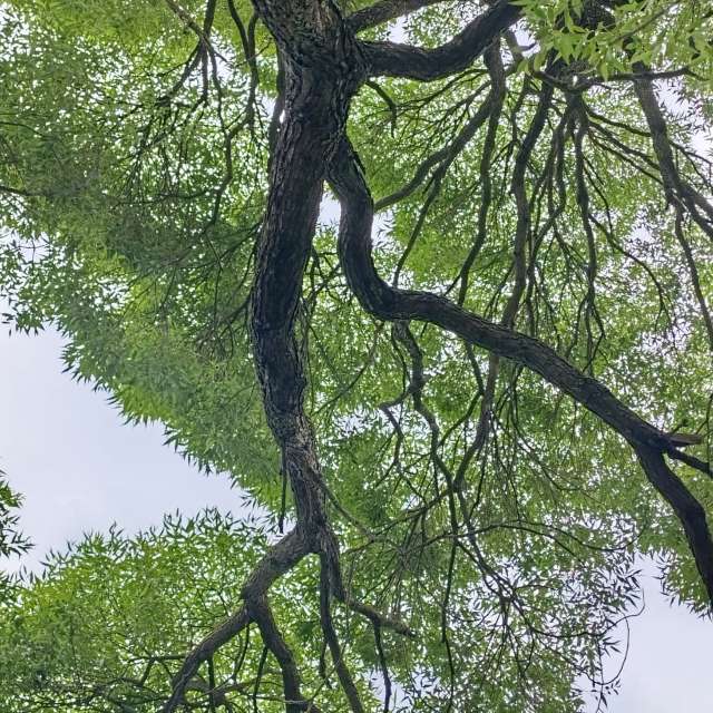 Lena_Glukhovaの美しい写真による天気予報