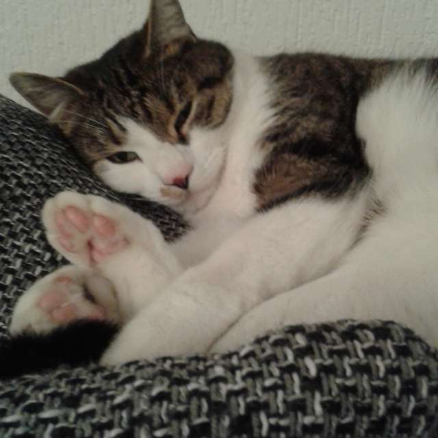 天气预报，带aida-khaldi精美的照片