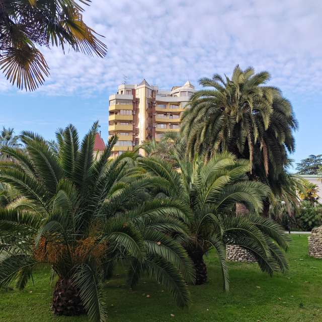 Fotos del Palmera. Pronósticos del tiempo con hermosas fotos de Albert_Smelovtsev en Sochi