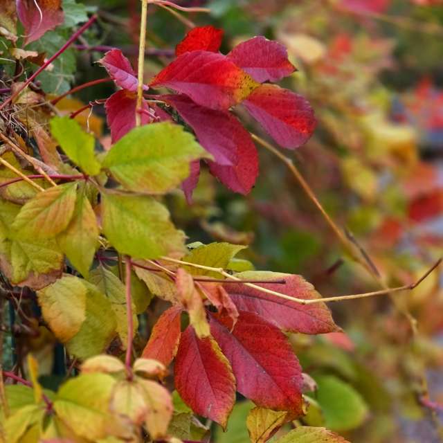 Maple. Weather forecasts with beautiful photos by Seni Photos in Velbert