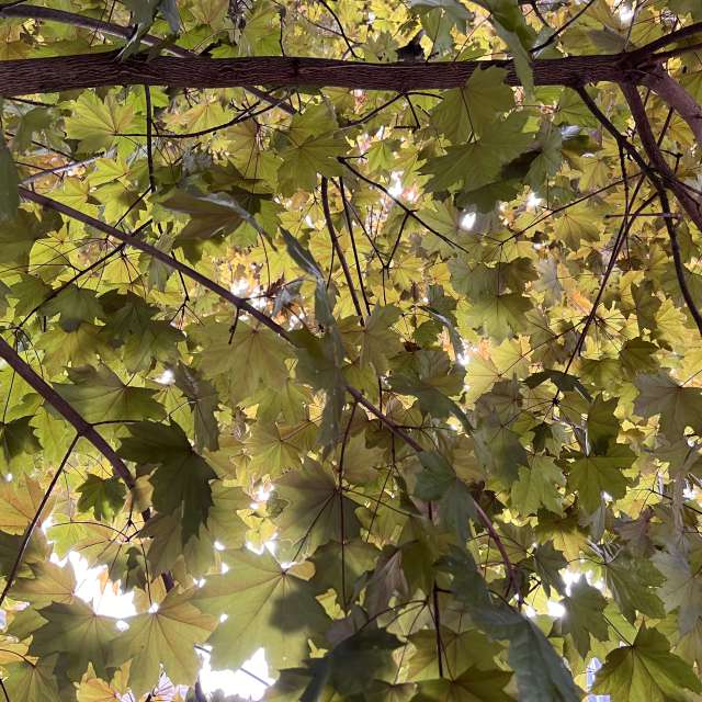 Photos Rue. Prévisions météo avec de superbes photos de SwissEloi de Bienne