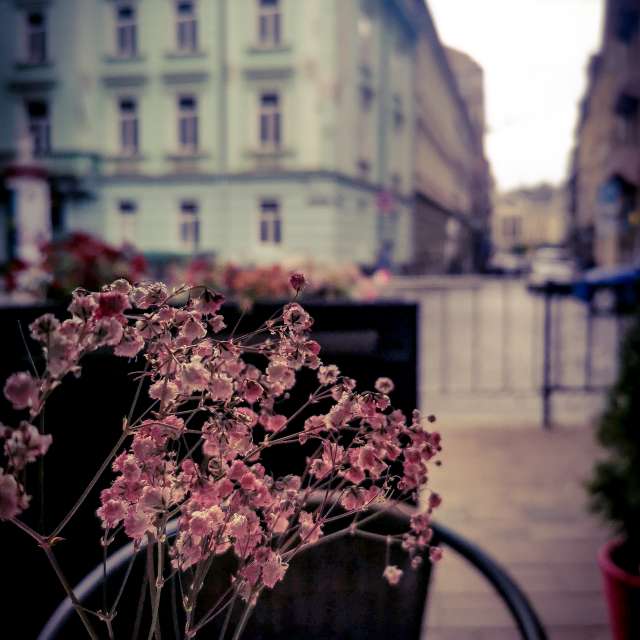 Vase. Wettervorhersagen mit schönen Fotos von Terraza74 Fotos Lwiw