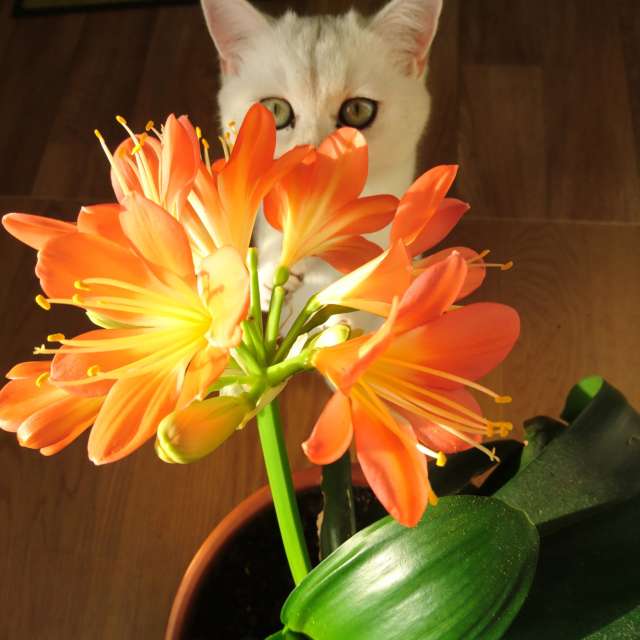 天气预报，带aida-khaldi精美的照片