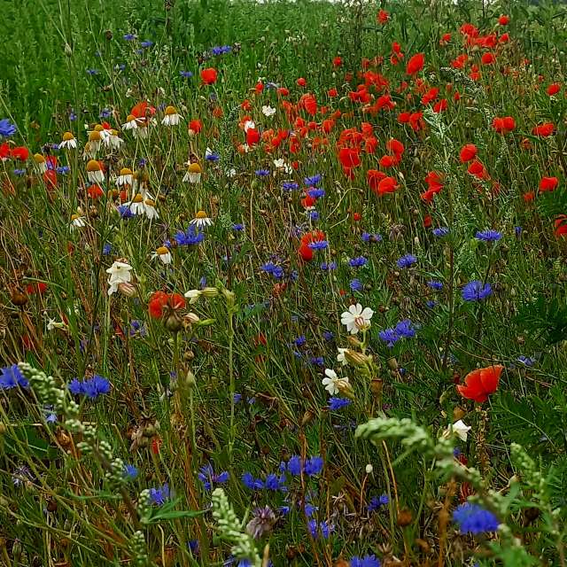 天气预报，带Djon精美的照片