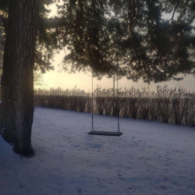 Tree. Weather forecasts with beautiful photos by Вадим Попов Photos in Izmaylovo District