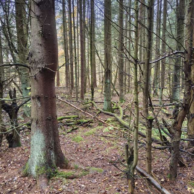 Wooded. Weather forecasts with beautiful photos by Aleksei Photos in Tula