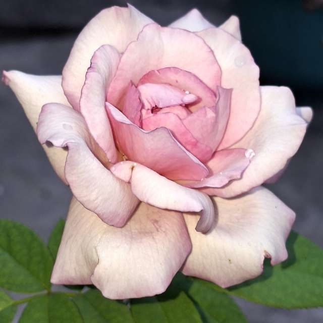 Dog. Weather forecasts with beautiful photos by Wen-ya Huang Photos in Kaohsiung City