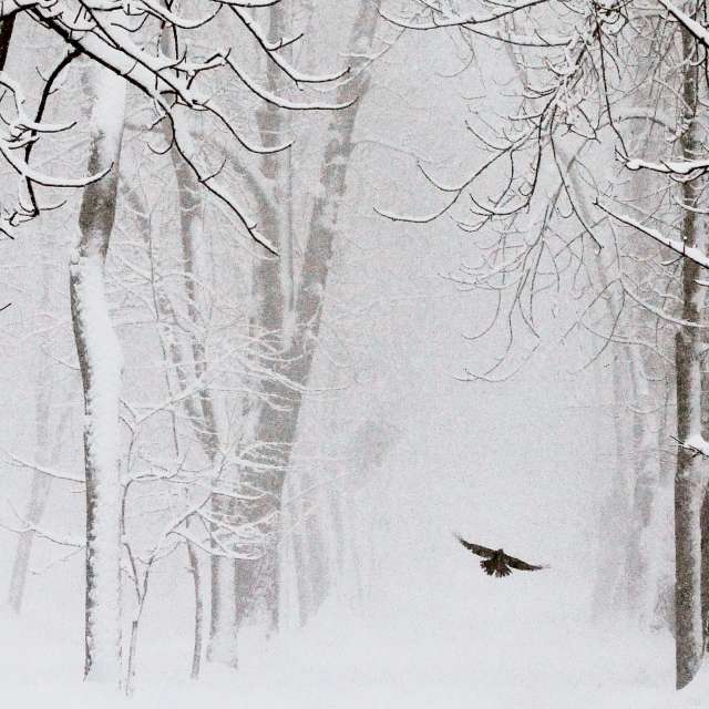 Previsões do tempo com lindas fotos de Madlen