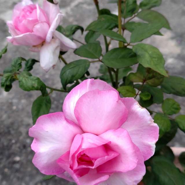 Fotos Rosa. Previsões do tempo com lindas fotos de Wen-ya Huang em Kaohsiung City