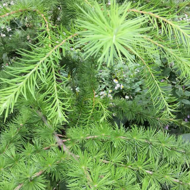 Gehen. Wettervorhersagen mit schönen Fotos von Yurik Fotos Lwiw