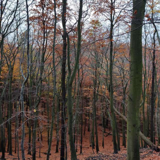 Leafs. Weather forecasts with beautiful photos by _Sana_ Photos in World