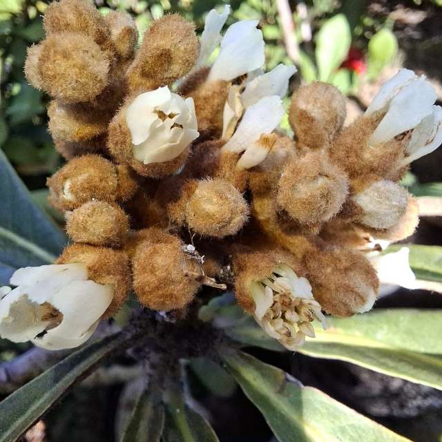 Wettervorhersagen mit schönen Fotos von Wen-ya Huang