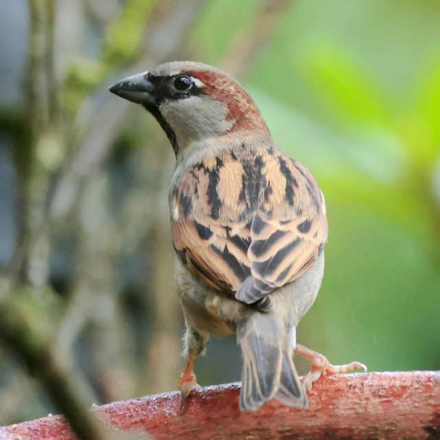 Wooden. Weather forecasts with beautiful photos by Lotti5507 Photos in Stockum