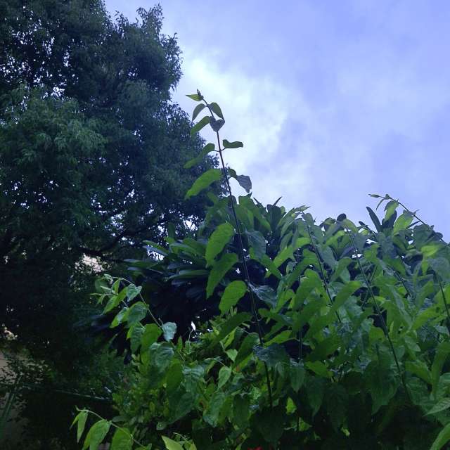 Fotos Arbustos. Previsões do tempo com lindas fotos de Wen-ya Huang em Kaohsiung City