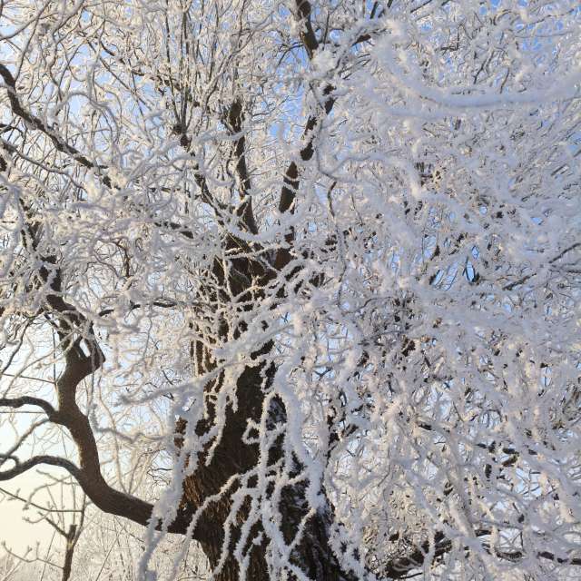 duck102の美しい写真による天気予報