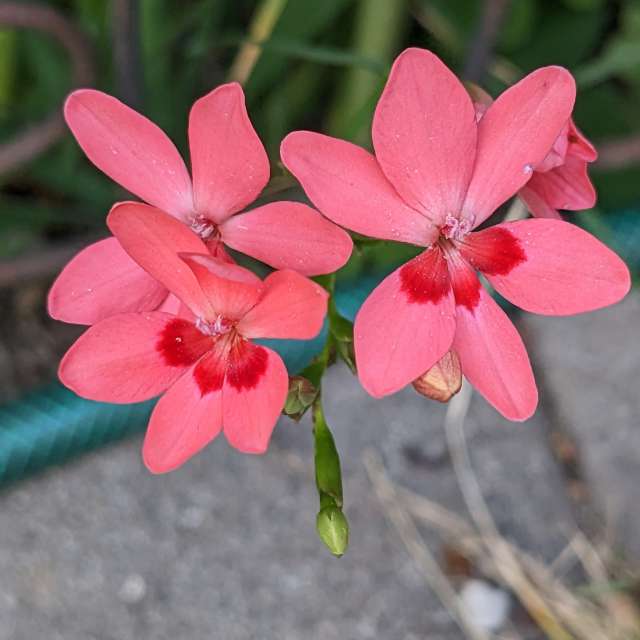 Fotos Deitado. Previsões do tempo com lindas fotos de あさのジジ em Okayama