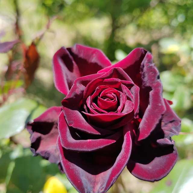 Fotos del Rosa. Pronósticos del tiempo con hermosas fotos de Albert_Smelovtsev en Sochi