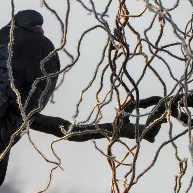 Animal. Weather forecasts with beautiful photos by kns666 Photos in Yarwell Mill Country Park