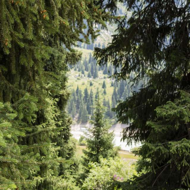 Fotos Neve. Previsões do tempo com lindas fotos de Nymph542 em Almaty