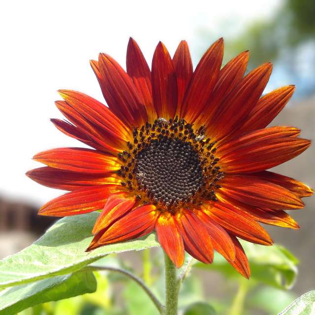 Sunnyyの美しい写真による天気予報