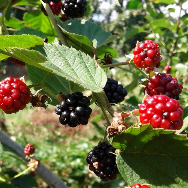 Fruit. Weather forecasts with beautiful photos by urashm Photos in Khmelnytskyi