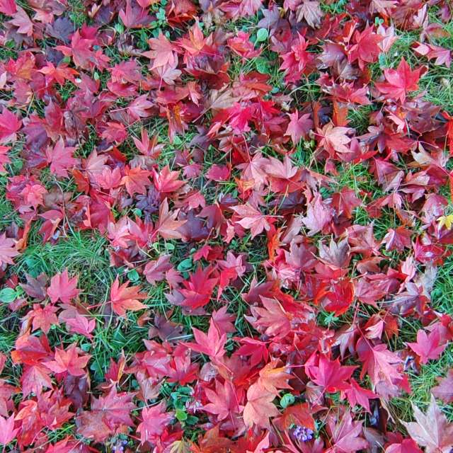 Garten. Wettervorhersagen mit schönen Fotos von Albert_Smelovtsev Fotos Roza Khutor