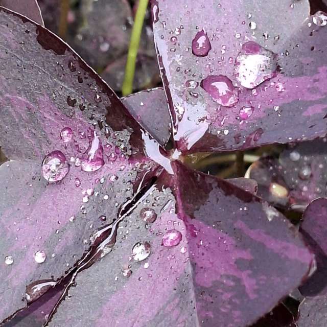 Rain. Weather forecasts with beautiful photos by Wen-ya Huang Photos in Kaohsiung City