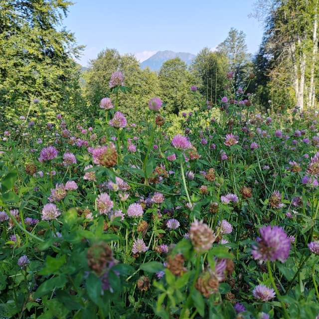 Garten. Wettervorhersagen mit schönen Fotos von Albert_Smelovtsev Fotos Roza Khutor