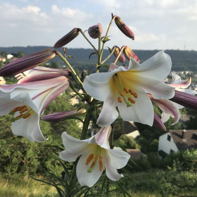 Fotos del Flor. Pronósticos del tiempo con hermosas fotos de aida-khaldi en Schaffhausen