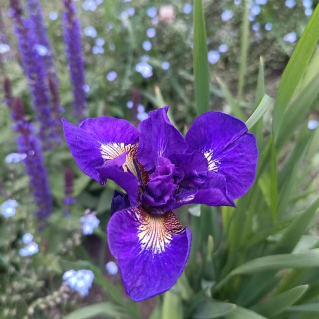 Fotos del Azul. Pronósticos del tiempo con hermosas fotos de YanBog en București
