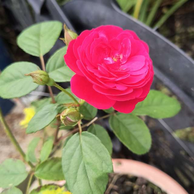 Photos Holding. Prévisions météo avec de superbes photos de EZ1 de North Carolina