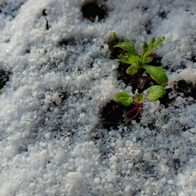 Прогнозы погоды с чудесными фотографиями, сделанными kon__miyuki